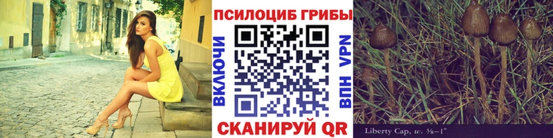 Псилоцибиновые грибы Psilocybe  как найти закладки  Сурск 